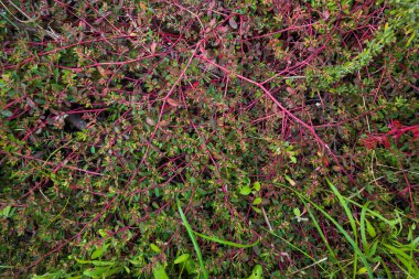 Euphorbia maculata, ayrıca benekli spurge, süt purslane, eğilme spurge veya benekli kum paspas olarak da bilinir..