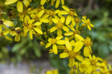 Senecio angulatus, Asteraceae familyasından Güney Afrika 'ya özgü sulu bir çiçek bitkisidir..