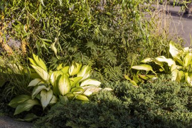 Peyzaj tasarımı. Parktaki çimenlikte ev sahipleri ve ardıç..