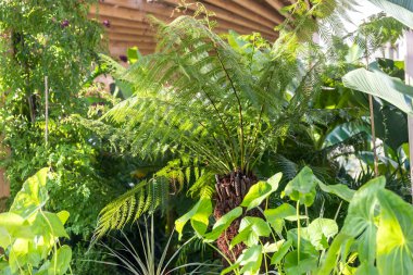 Cibotium schiedei ve şehir parkını süsleyen bir Philodendron bitkisi. Kentsel peyzaj.