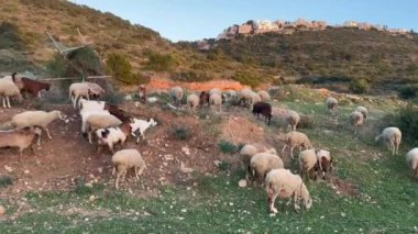 Bir koyun sürüsü dağda otluyor, Tuft 'tan Tuft' a atlıyor..