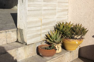 Güçlü güneş altındaki evlerin girişindeki kil çömleklerde çeşitli aloe türleri. Akdeniz 'de bir avlunun dekorasyonu.