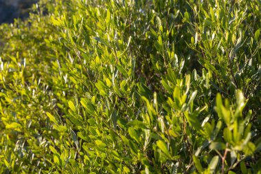 Dodonaea viscosa, toynakgiller (Cervidae) familyasından bir bitki türü.