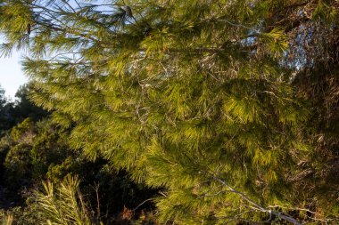 Kırım çamından ya da sedir ağacından. İsrailli Flora.
