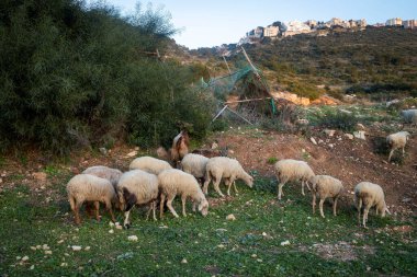 Hayfa yakınlarındaki dağlarda, zeytin ağaçlarının gölgesinde, koyunlar otlar..