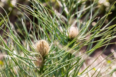 Asphodeline lutea (kralın mızrağı, sarı asphodel) güneydoğu Avrupa, kuzey Afrika, Kafkasya ve Levant 'ta yetişen bir bitkidir. İsrailli Flora.