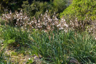 Asphodelus ramosus, the branched asphodel, is a perennial herbaceous plant. Landscapes of Mount Tabor. Flora of Israel. clipart