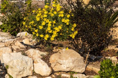 Euryops pectinatus, the grey-leaved euryops, is a species of flowering plant in the Asteraceae family, endemic to rocky, sandstone slopes  clipart