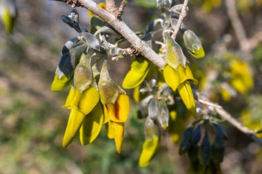 Anagyris foetida, a species of flowering plant in the Fabaceae family, producing a malodorous scent. Close-up. Flora of Israel during winter. clipart