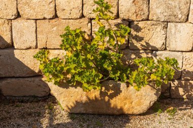 Taş bir çitin üzerindeki kil bir tencerede sardunya antik duvarın yanındaki girişi süslüyor..