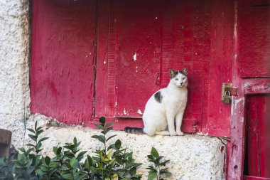 Evsiz beyaz bir kedi, kestane rengi bir duvarın karşısındaki beyaz beton kaldırımda oturuyor..