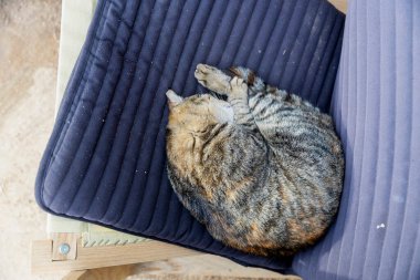 Bir kedi kıvrılmış hasır bahçe sandalyesinde uyuyor..