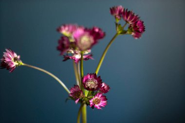 Bir buket Astrantia major, büyük ustabaşı, Apiaceae familyasından bir bitki türü, koyu mavi bir arka plana karşı..