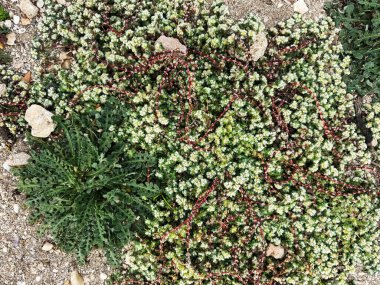 Paronychia Argentea - Gümüş çivi kökü ve Leontodon Saxatilis deniz kenarındaki kuru toprakta. İsrail ve Akdeniz 'den Flora.