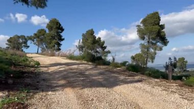 İsrail 'deki Meron Dağı' nda, kenarlarında çam ağaçları büyüyen taşralı bir yol..