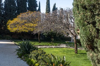 Strelitzia çiçeklerinin dikildiği selvi, Peltophorum ve Royal Delonix ağaçlarıyla döşenmiş bir park. İsrail baharı.