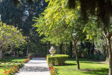 Beyaz çakıllarla kaplı bir bahçe yolu, her iki tarafa da kırmızı sardunyalar dikilmiş bir vazo, ve Peltophorum ve Royal Delonix ağaçlarından oluşan bir bahçe heykeli. İsrail baharı.