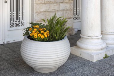 Afrika papatyası, filodendron, ve eğreltiotu beyaz bir dekoratif seramik kap içinde bina girişini süsleyin.