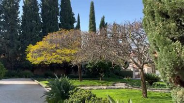 Strelitzia çiçeklerinin dikildiği selvi, Peltophorum ve Royal Delonix ağaçlarıyla döşenmiş bir park. İsrail baharı.