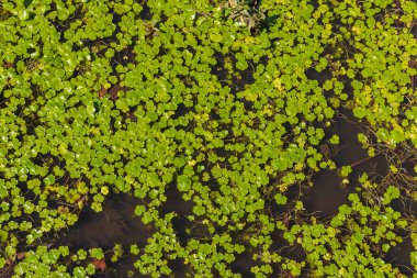 Hidrokotlu vulgaris (İngilizce: Hydrocotyle vulgaris), Kuzey Afrika, Avrupa, Kafkasya ve Levant 'ın bazı bölgelerine özgü sürünen küçük bir su canlısıdır. İsrailli Flora