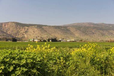 Çiçek açan hardal, buğday tarlaları ve Golan Tepeleri manzarası