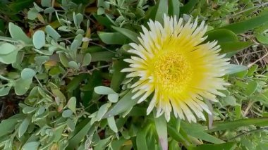 Carpobrotus edulis, Güney Afrika 'ya özgü sulu yaprakları olan sürünen bir bitkidir. İsrailli Flora