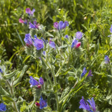 Echium plantagineum deniz kenarında. İsrailli Flora. Kare biçimi.