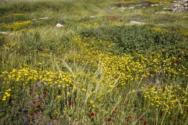 Bizans döneminden kalma kalıntılar Glebionis coronaria, Limonium ve İsrail 'deki Akdeniz yakınlarında haşhaş ile kaplanmış. Duvar Kağıdı.