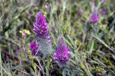 Trifolium albopurpureum yonca olarak da bilinen yonca türüdür. İsrailli Flora. Baharın başlarında
