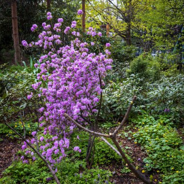 Ağaçları ve sarı çiçekleri olan bir bahçede açmakta olan Rhododendron çalısı
