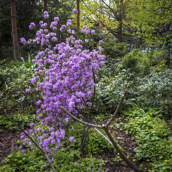 Ağaçları ve sarı çiçekleri olan bir bahçede açmakta olan Rhododendron çalısı