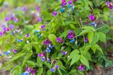 Bahçede açan lathyrus vernus çiçekleri.