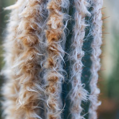 Pilosocereus leucocephalus, yaşlı adam kaktüsü, Meksika 'nın yaşlı adamı, tuno ve tüylü meşale.
