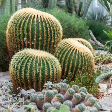Altın fıçı kaktüs (Echinocactus grusonii) bir serada