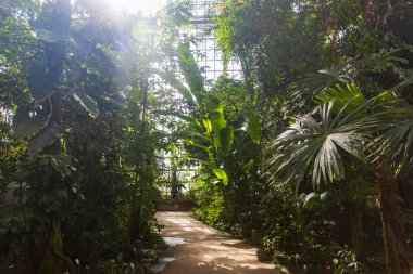 Çeşit çeşit tropikal bitkilerle dolu yemyeşil, güneşli bir serada dolambaçlı bir yol..