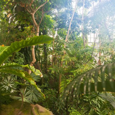 Serada yetişen yemyeşil tropikal bitkiler.