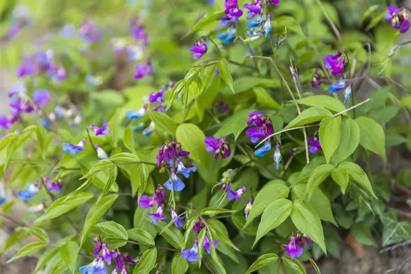 Bahçede açan lathyrus vernus çiçekleri.