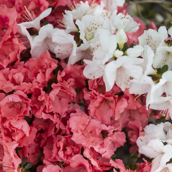 Çiçek açmış pembe ve beyaz açelya çiçeklerinin yakın çekimi