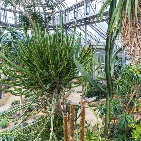 Euphorbia şamdan bitkileri bir serada yetişiyor.