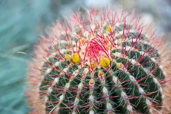 Ferocactus Pilosus, kırmızı ve sarı dikenli bir kaktüse yakın çekim. Üst görünüm