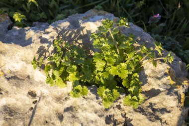 Güneş ışığında bir kayanın üzerinde büyüyen yuvarlak yapraklı yeşil bitki