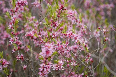 Bir tarlada açan erik tenella çiçeklerinin yakın çekimi