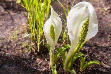 Lysichiton Camtschatcensis 'in bahçesinde açan çiçeklerine yakın plan.