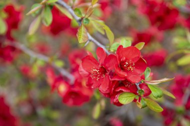 Chaenomeles Specosa 'nın bir bahçedeki Semperflorens bitkisi. Yakın plan parlak kırmızı Chaenomeles çiçekleri bir dalda çiçek açıyor.