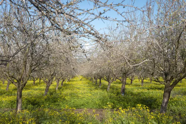 Çiçek açan ağaçlar ve ön planda sarı çiçekler olan badem bahçesi.
