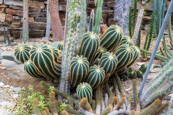 Parodi magnifica kaktüsü bir çöl bahçesinde yetişir.