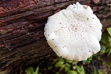 Ormanda çürüyen kahverengi bir kütükte büyüyen beyaz bir mantarın yakın çekimi..