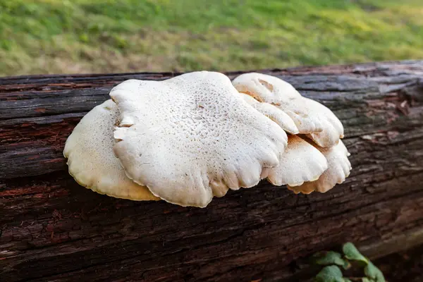 Ormanda çürüyen kahverengi bir kütükte büyüyen beyaz mantarlar..