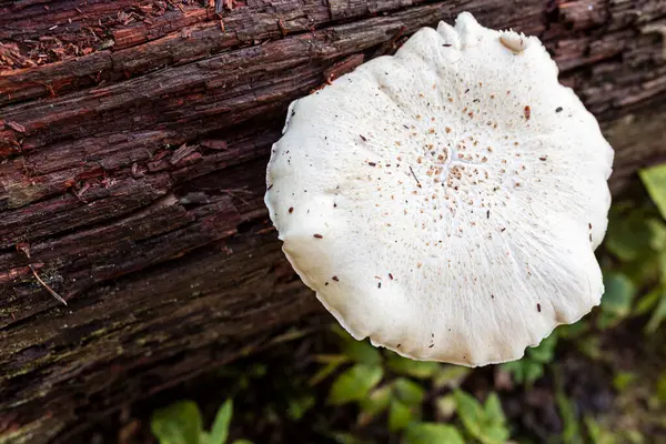 Ormanda çürüyen kahverengi bir kütükte büyüyen beyaz bir mantarın yakın çekimi..