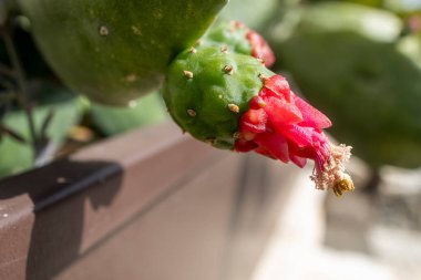 Dikenli Armut Kaktüsü Üzerine Kırmızı Çiçek (Opuntia Cochenillifera)